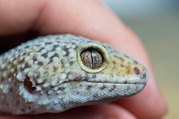 Macro of Leopard Gecko or Eublepharis head in hand. Reptile wallpaper,