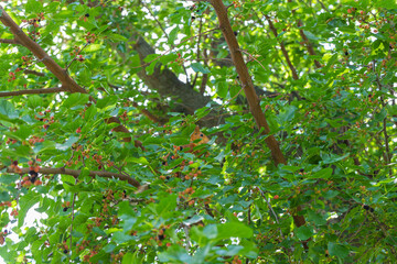 Small ginger squirrel sitting among green foliage in a tree and eating mulberries