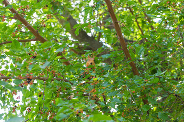 Red squirrel sitting in a tree among green foliage, eating mulberries and looking at camera