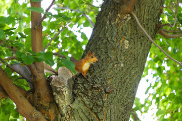 Ginger squirrel sitting in a tree among green foliage and looking into the distance. Mulberry tree