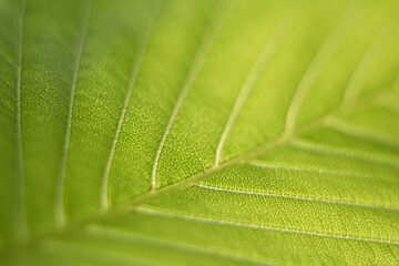 Macro shot of green leaves.