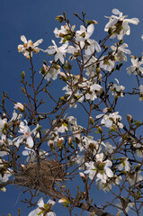 White flowers of a Magnolia Leobneri tree against a blue sky with a bird nest in early Spring