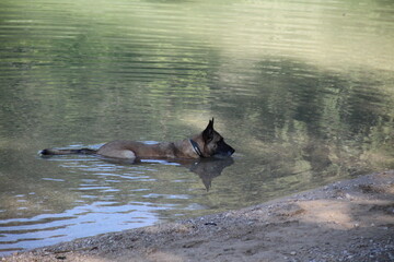 Fototapeta premium Dog playing in the water during summer