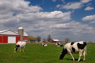 Herd of Holstein dairy cows in a farm pasture with a large red barn © Reimar