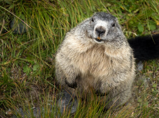 Marmot in Hohe Tauern National Park, Austria, Europe