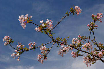 Pink spring flowers of Bodnant viburnum against a blue sky