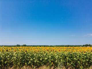 A view of a sunflower field with yellow flowers under a blue cloudless sky on a sunny summer day.