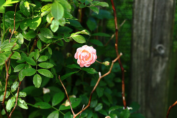 Pink garden rose on a background of green leaves. Blurred background.