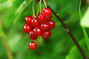 A sprig of red currants. Blurred background. Close-up.