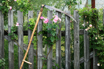 Rose bush on the background of an old fence. Country style. Close-up.