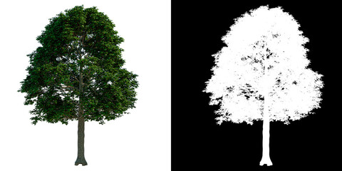 Front view tree (Adolescent Common Maple 1) white background alpha png 3D Rendering Ilustracion 3D