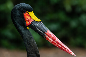Saddle-billed stork or Saddlebill (Ephippiorhynchus senegalensis)