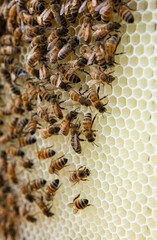 Honeybees building a honeycomb in summer