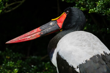 Saddle-billed stork or Saddlebill (Ephippiorhynchus senegalensis)