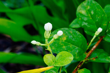 white jasmine flower in a garden