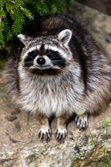Racoon (Procyon lotor) on the Search
