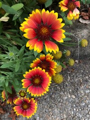 yellow and orange flowers