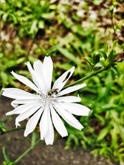 white flower