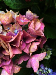 pink and yellow flower
