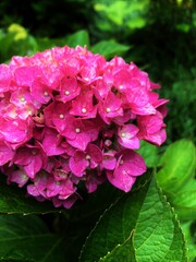 pink hydrangea flowers