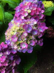 pink flowers in the garden