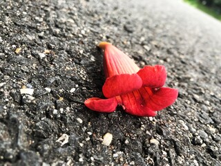 red flower on the ground