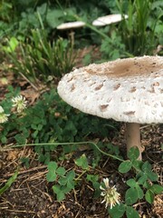 mushrooms in the forest