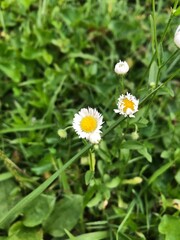 daisy in the grass