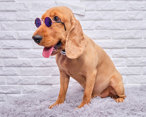 A picture of a Cocker Spaniel with glasses on a white brick background. The dog is sitting on a white brick background.