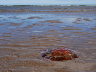 jellyfish on sand on low tide