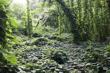 green plants in the forest