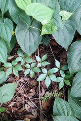 green plant in the ground