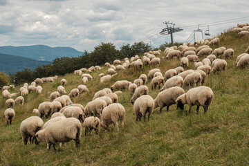 stado owiec w Beskidach © Marcin