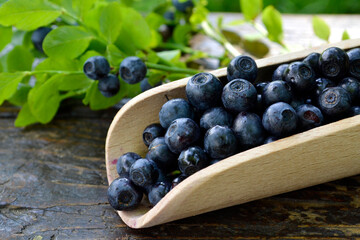 Wild blueberry berries in a wooden spoon on a wooden table.