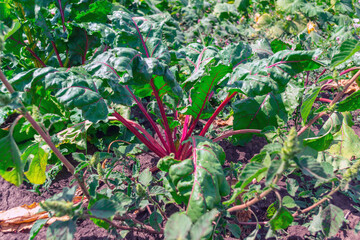 Obraz premium Green leaves of table beet