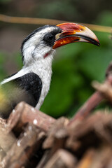Male Von der Decken's Hornbill (Tockus deckeni)