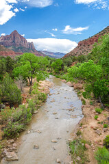 Virgin River and green trees in the Zion Canyon, Utah, United States