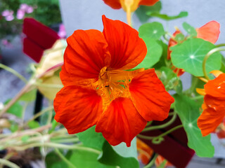 nasturtium also Indian cress (in german Bunte Kapuzinerkresse) Tropaeolum majus