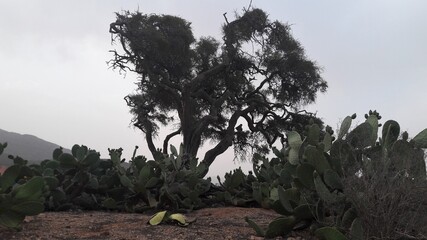 Belle vue sur l'arganier &acirc;g&eacute; dans un champ de figues de Barbarie
