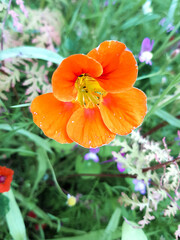 nasturtium also Indian cress (in german Bunte Kapuzinerkresse) Tropaeolum majus