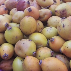 Graines d'argan mûres, photo en gros plan.