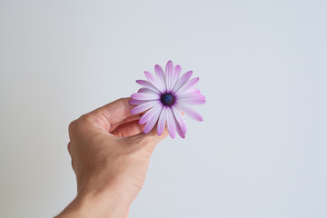 Flower in hand top view on white background. The concept of kindness purity caring for the world and nature.