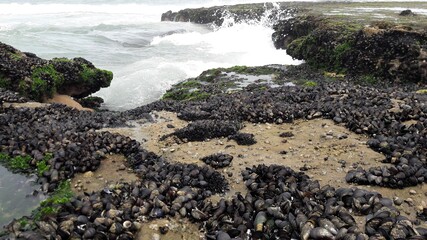 Moules sauvages sur roches. Photo prise la plage sauvage de Tifnit, village des p&ecirc;cheurs  &agrave; proximit&eacute; de la ville Agadir au Maroc.