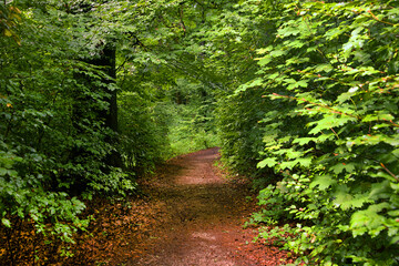 Forest path on the Kapuzinenberg, Salzburg, Europe