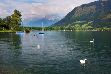 Swans on Zell am See, Austria, Europe