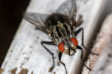 schwarze Fliege