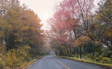 Obraz premium Road with trees side in autumn season.