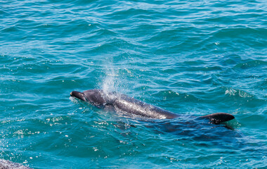 Dolphin in Bay of Islands, New Zealand