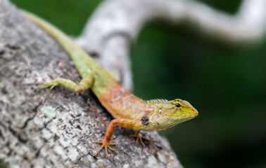 Oriental garden lizard in nature.
