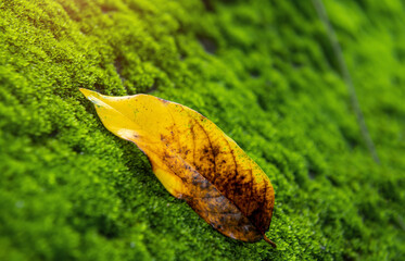 Green mosses plant and leaf in rain forest.